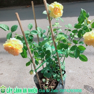 Hoa hồng bụi