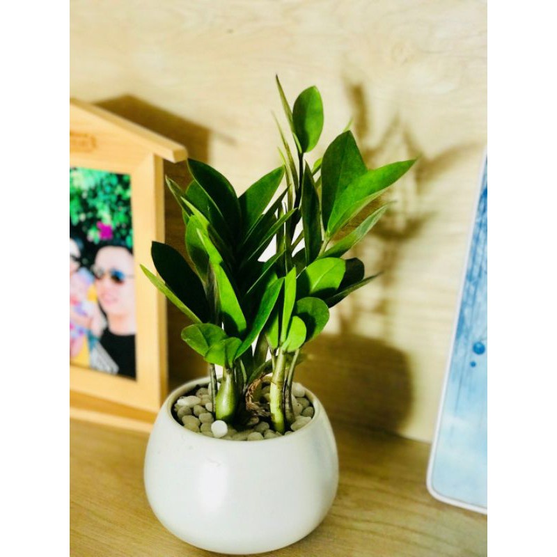 Cây Kim Tiền Chậu Sứ