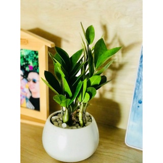 Cây Kim Tiền Chậu Sứ