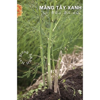 Hạt giống măng tây xanh gói 0.2gr