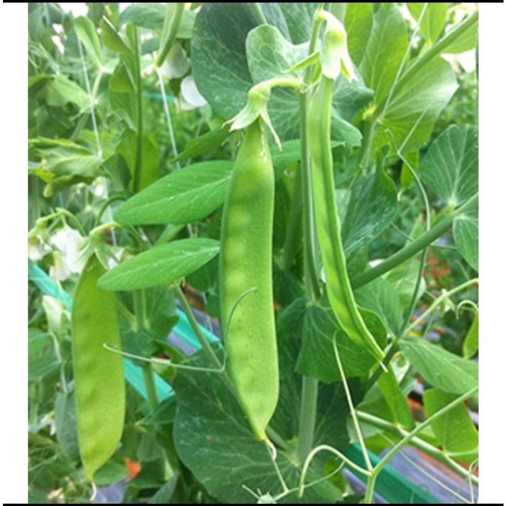 Hạt giống đậu hà lan (trồng lấy trái)