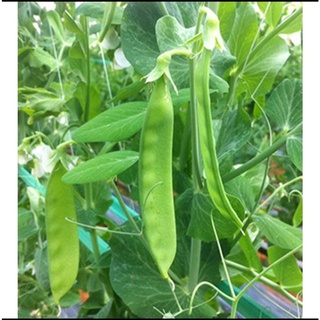 Hạt giống đậu hà lan