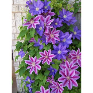 Củ giống hoa leo ông lão mixx đủ màu-củ giống