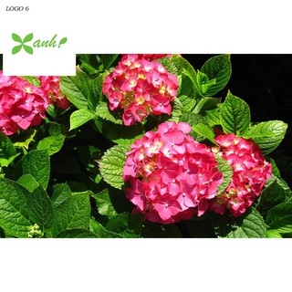 Hạt giống Cẩm tú cầu mix (10 hạt)