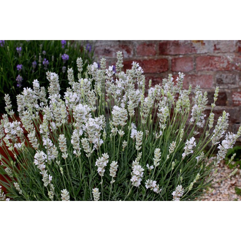 HẠT GIỐNG HOA OẢI HƯƠNG HOA LAVENDER