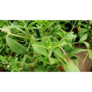 hạt giống cỏ ngọt f1