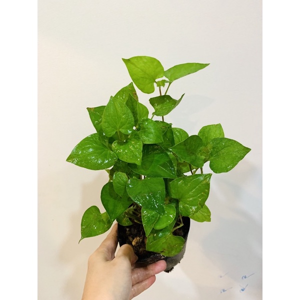 Bầu rau DIẾP CÁ.