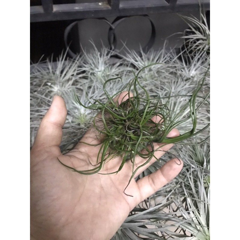 Cây không khí Tillandsia bulbosa