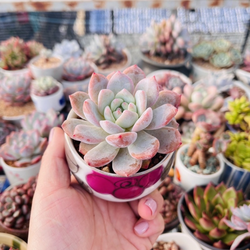 Sen đá Monre cam thuần xứ nóng kèm chậu ngẫu nhiên