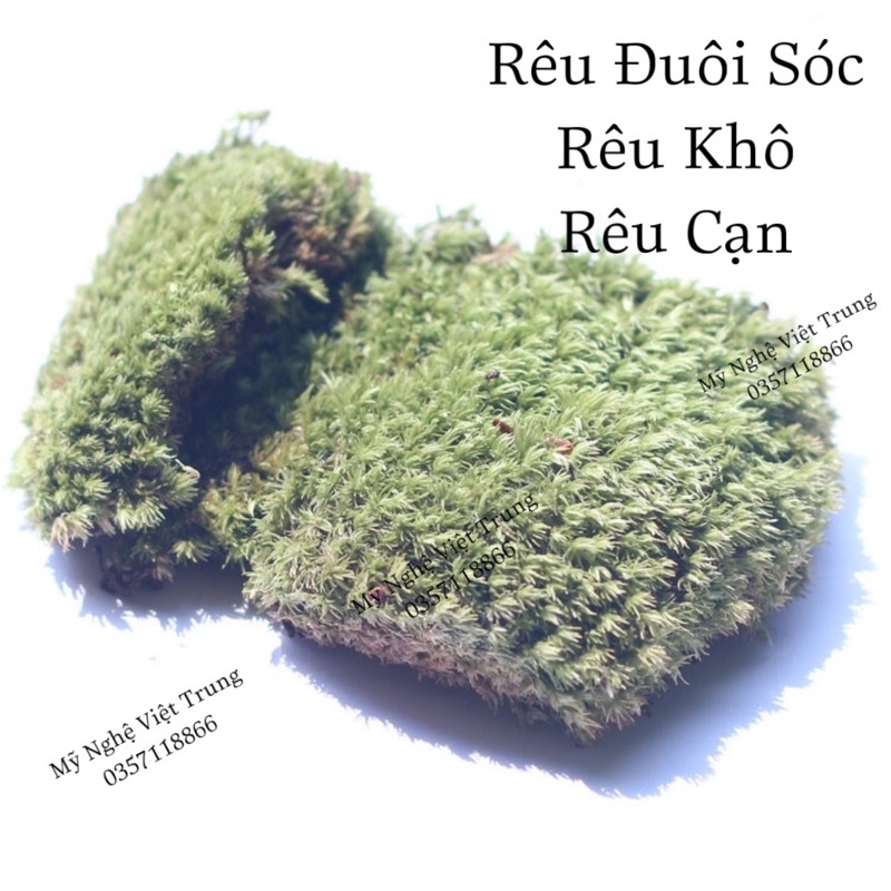 Rêu Đuôi Sóc Khô  Rêu Làm Tiểu Cảnh Đẹp