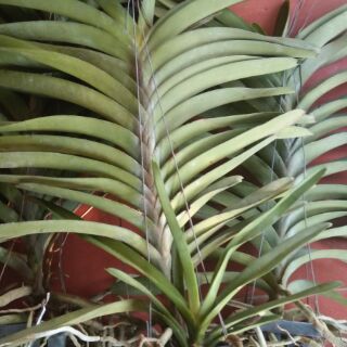 Hoa phong lan  vanda thái hoa tết