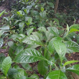 Cây mật gấu.cây giống 10 cây