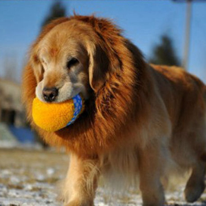 Bờm sư tử giả cho chó cưng xinh xắn độc đáo