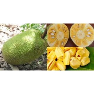 Cây giống mít nghệ tứ quý.