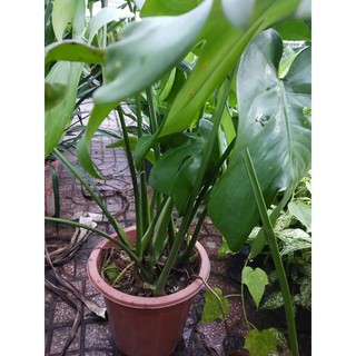 Trầu bà Lá Xẻ Nam Mỹ- Monstera deliciosa(tặng kèm phân bón)