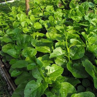 HẠT GIỐNG MỒNG TƠI CAO SẢN LÁ TO - 20GR