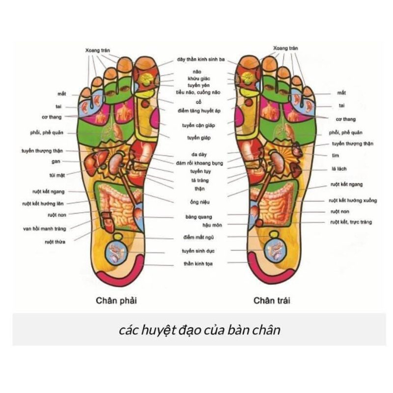CAO XOA BÓP HUYỆT BÀN CHÂN - LÀM ẤM CHÂN THÁI LAN