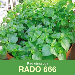 Hạt giống rau càng cua 666