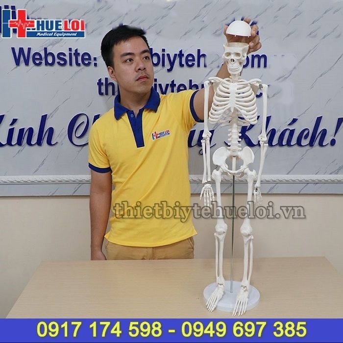 Mô hình hệ xương người 85cm