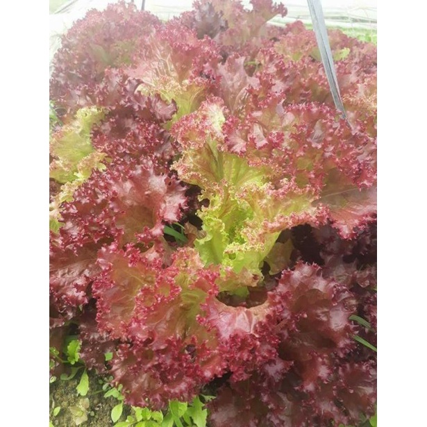 HẠT GIỐNG XÀ LÁCH TÍM GÓI 3 GRAM