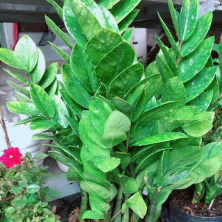 Kim tiền size lớn