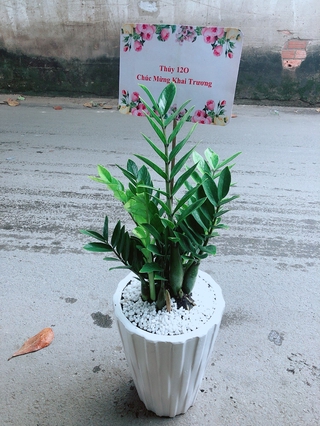 Chậu Cây Kim Phát Tài (Chỉ giao hoả tốc)