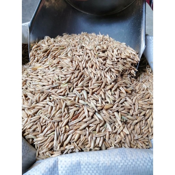 Hạt Yến Mạch Nguyên Vỏ 500Gam - 1Kg