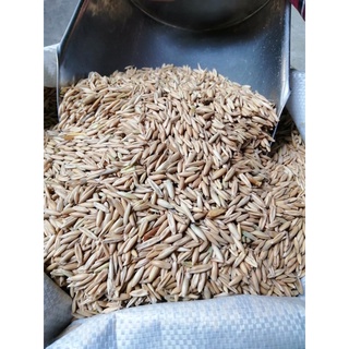 Hạt Yến Mạch Nguyên Vỏ 500Gam - 1Kg
