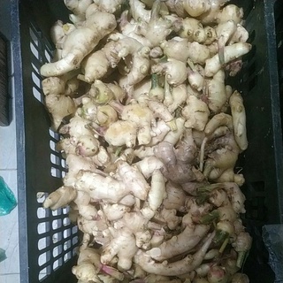 Gừng Tươi (1kg )