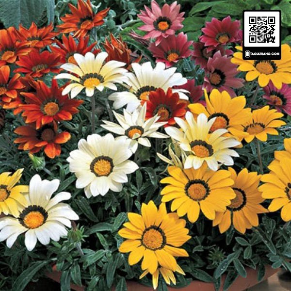 Hạt giống hoa cúc huân chương