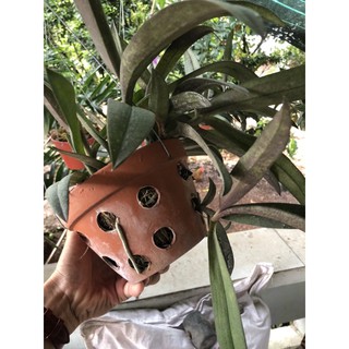 lan tiểu hồ điệp rừng