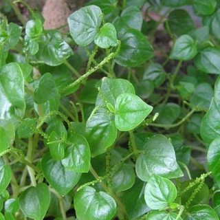Hạt Giống Rau Càng Cua ( 0,5gr = 2000 hạt )