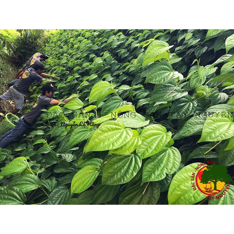 Bột Lá Trầu Không Xông Hơi Vùng Kín Dạng Túi Lọc [Dạng túi lọc và bột mịn]
