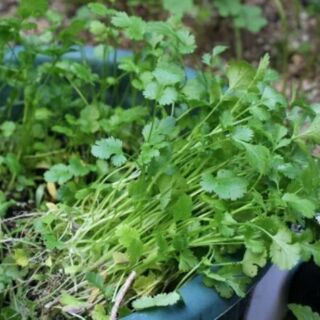 Hạt giống rau mùi (ngò rí) 20g