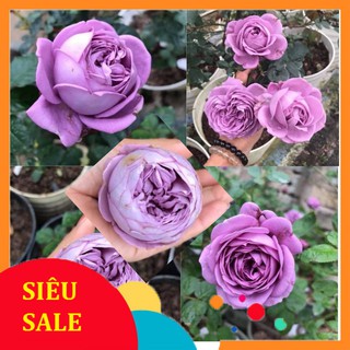 Cây giống hồng ngoại 🛑NGUYÊN BẢN CHUẨN XIN NHẬP NGUYÊN CÂY🛑 Cam kết nở chuẩn mẫu