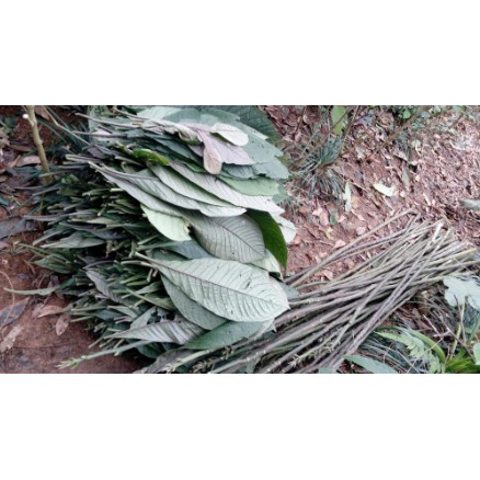 1kg Lá Khôi Tía khô  hàng loại 1