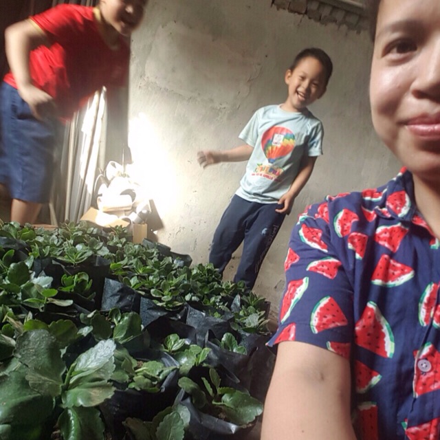 Cây sống đời kép nhiều màu