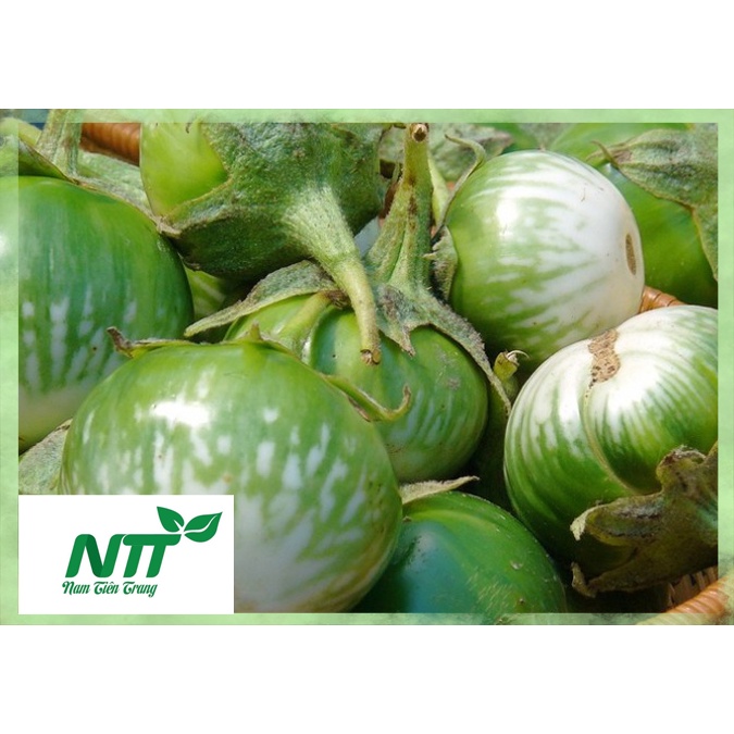 Hạt giống Cà Dĩa Da Ếch TN