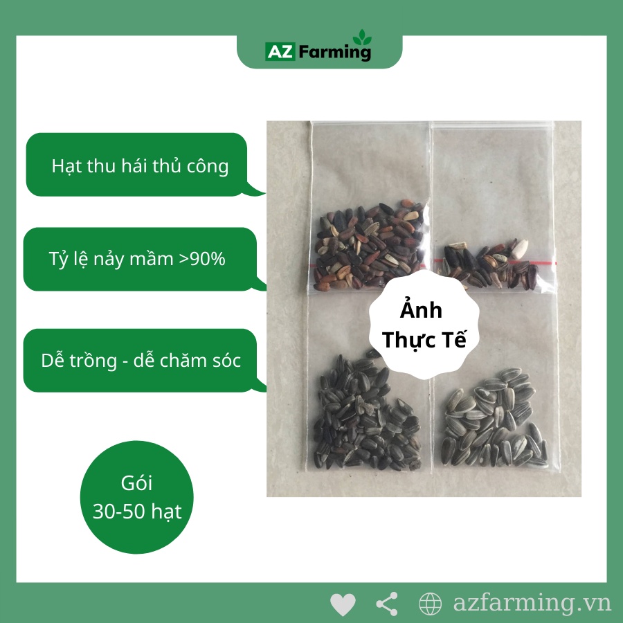Hạt Giống Hoa Hướng Dương Gói 50 Hạt - AZ Farming