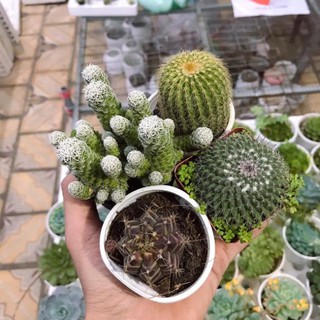 COMBO 4 xương rồng nhỏ ngẫu nhiên | Xuất xứ Đà Lạt | Dễ trồng dễ chăm