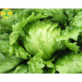 0.2 gram Hạt giống xà lách cuộn trắng F1 [CHẤT LƯỢNG]