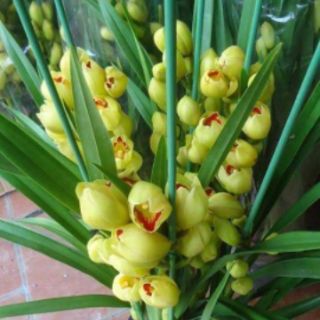 Củ địa lan sato cho hoa tết (1củ)