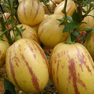 hạt giống dưa pepino