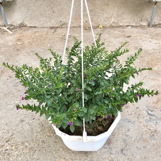 Cây cẩm tú mai chậu treo, Đường kính tán 25cm hoa nở rộ tán cực sum thích hợp trang trí ban công sân vườn