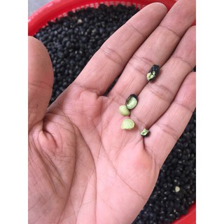Đậu Đen Xanh Lòng Thiện Phát RANG MỘC
