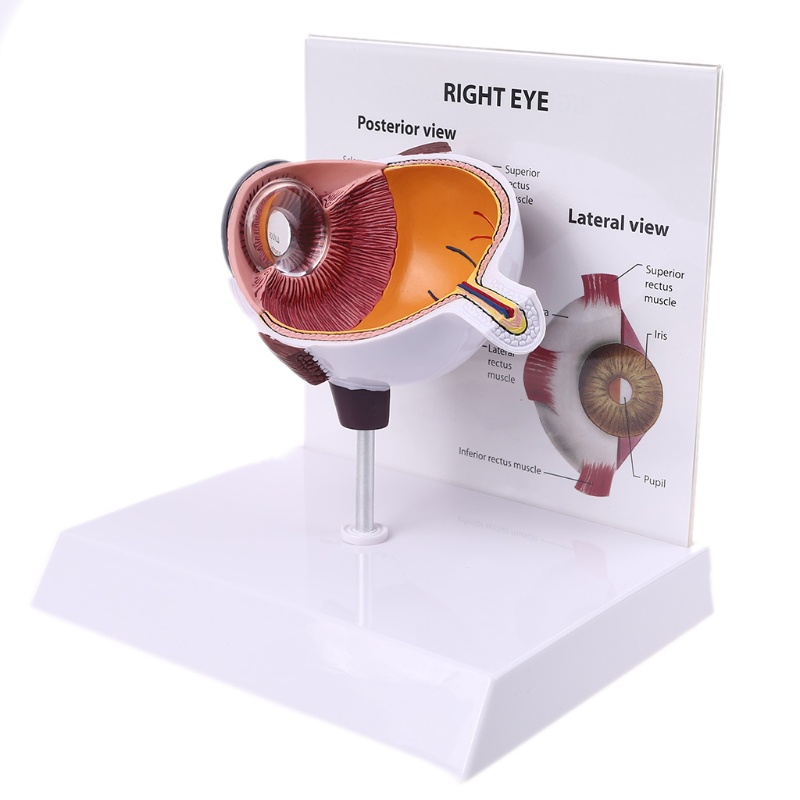 Wer Mô Hình Bóng Mắt Phải Người Cho Trưng Bày Glaucoma Cross Section Anatomical Glaucoma Teac