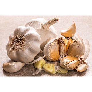 1KG củ tỏi nhiều nhánh lớn