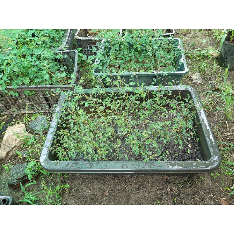 GÓI gr Hạt giống rau nhút