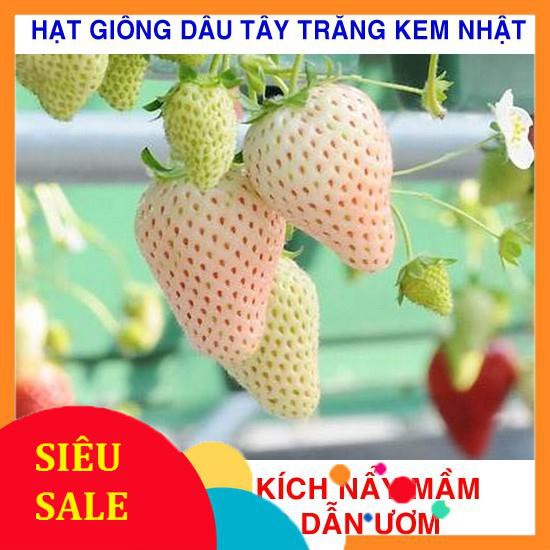 100 Hạt giống Dâu tây trắng kem Nhật (tặng gói kích nẩy mầm và hướng dẫn) VIETPHAT