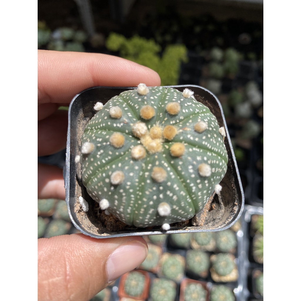 Xương rồng ASTER SIZE 3-5CM- RẤT DỄ RA HOA